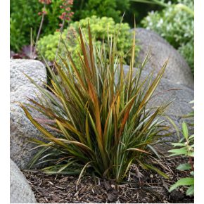 Libertia peregrinans - 5db mag/csomag