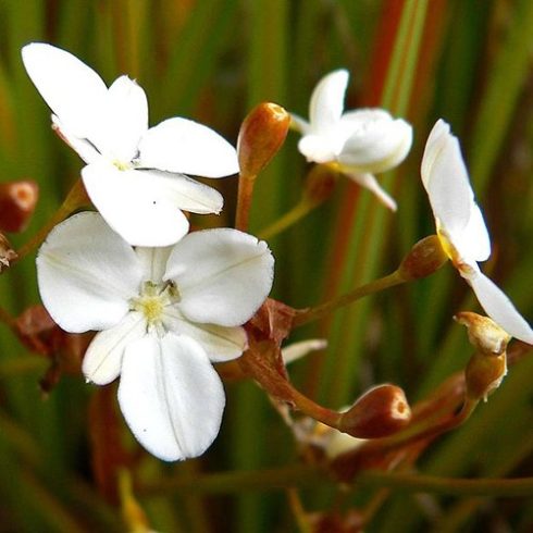 Libertia peregrinans - 5db mag/csomag