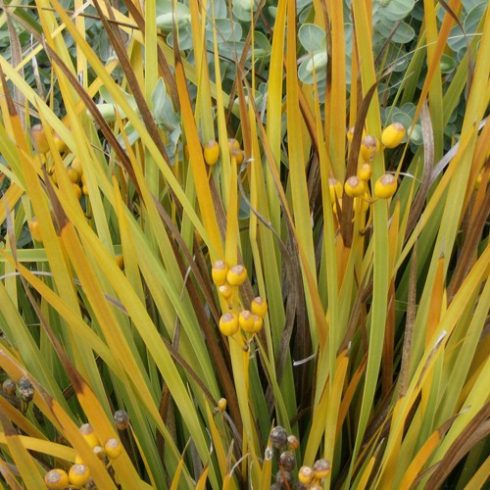 Libertia peregrinans - 5db mag/csomag