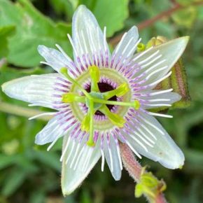   Passiflora morifolia - Illatos, erdei golgotavirág - 4db mag/csomag