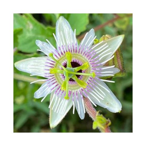 Passiflora morifolia - Illatos, erdei golgotavirág - 4db mag/csomag