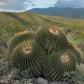   Echinocactus platyacanthus - Óriás hordókaktusz - 5db mag/csomag