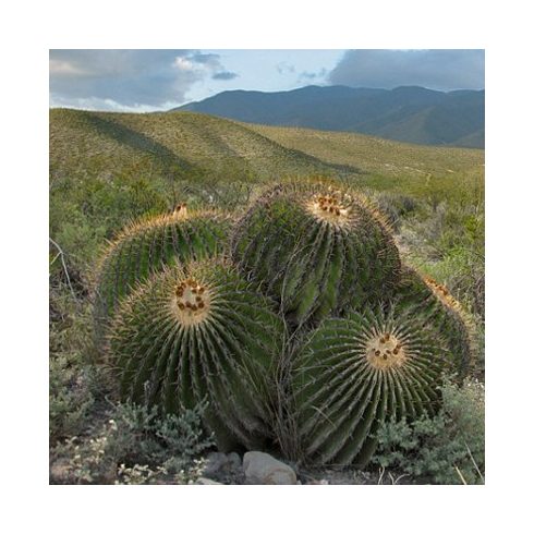 Echinocactus platyacanthus - Óriás hordókaktusz - 5db mag/csomag