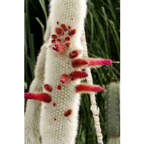   Cleistocactus straussii - Csővirágú kaktusz - 5db mag/csomag