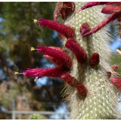 Cleistocactus straussii - Csővirágú kaktusz - 5db mag/csomag