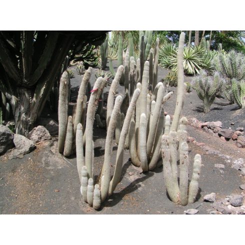 Cleistocactus straussii - Csővirágú kaktusz - 5db mag/csomag