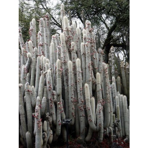 Cleistocactus straussii - Csővirágú kaktusz - 5db mag/csomag