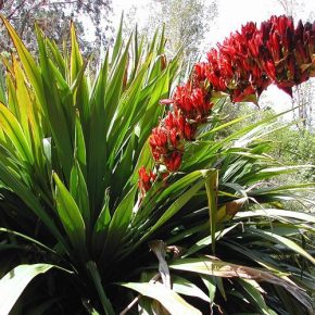 Doryanthes palmeri - Óriás lándzsaliliom - 5db mag/csomag