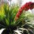 Doryanthes palmeri - Óriás lándzsaliliom - 5db mag/csomag