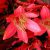 Doryanthes palmeri - Óriás lándzsaliliom - 5db mag/csomag