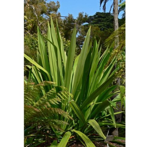 Doryanthes palmeri - Óriás lándzsaliliom - 5db mag/csomag