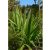 Doryanthes palmeri - Óriás lándzsaliliom - 5db mag/csomag