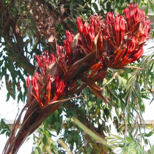 Doryanthes palmeri - Óriás lándzsaliliom - 5db mag/csomag