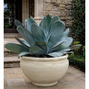 Agave ovatifolia - Bálnanyelv agave - 5db mag/csomag