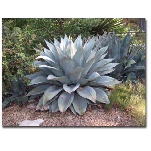 Agave növény - agávé fajok termesztésére, ellátás, öntözés, palántázás