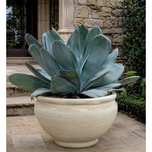 Agave ovatifolia - Bálnanyelv agave - 5db mag/csomag
