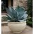 Agave ovatifolia - Bálnanyelv agave - 5db mag/csomag