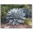Agave ovatifolia - Bálnanyelv agave - 5db mag/csomag