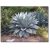 Agave ovatifolia - Bálnanyelv agave - 5db mag/csomag