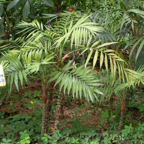 Chamaedorea elegans  Parlor Palm - 5pcs seeds/packet - goldenpalm.hu