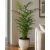 Chamaedorea elegans  Parlor Palm - 5pcs seeds/packet - goldenpalm.hu
