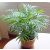 Chamaedorea elegans  Parlor Palm - 5pcs seeds/packet - goldenpalm.hu