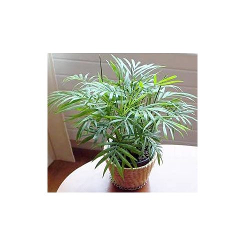 Chamaedorea elegans mexikói gyompálma cserépben