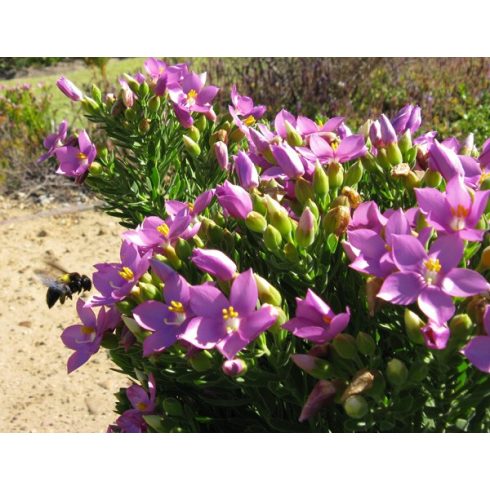 Orphium frutescens - Tengeri rózsa - 5db mag/csomag