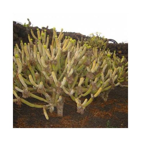 Kleinia neriifolia - 5db mag/csomag
