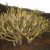 Kleinia neriifolia - 5db mag/csomag