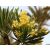 Kleinia neriifolia - 5db mag/csomag