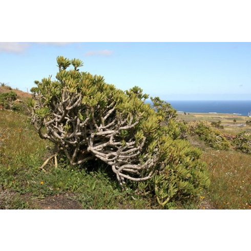 Kleinia neriifolia - 5db mag/csomag