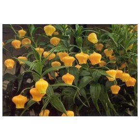 Sandersonia aurantiaca - Lampionliliom - 5db mag/csomag