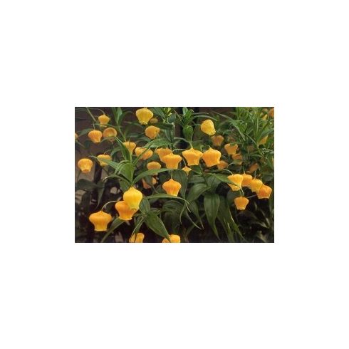 Sandersonia aurantiaca - Lampionliliom - 5db mag/csomag