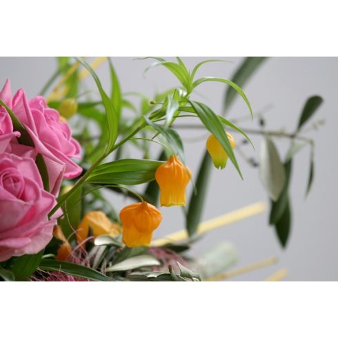 Sandersonia aurantiaca - Lampionliliom - 5db mag/csomag