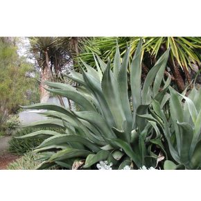 Agave salmiana var. ferox - 5db mag/csomag