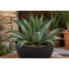 Agave salmiana var. ferox - 5db mag/csomag