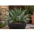 Agave salmiana var. ferox - 5db mag/csomag