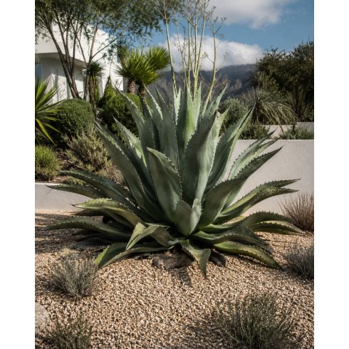 Agave salmiana var. ferox - 5db mag/csomag