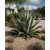 Agave salmiana var. ferox - 5db mag/csomag
