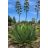 Agave salmiana var. ferox - 5db mag/csomag