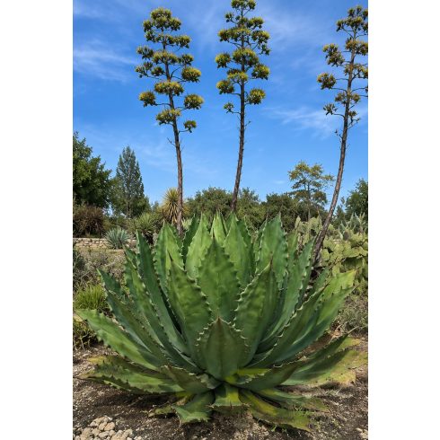 Agave salmiana var. ferox - 5db mag/csomag
