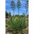 Agave salmiana var. ferox - 5db mag/csomag
