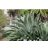 Agave salmiana var. ferox - 5db mag/csomag