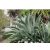 Agave salmiana var. ferox - 5db mag/csomag