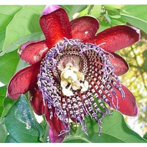   Passiflora quadrangularis - Óriás golgotavirág - 5db mag/csomag