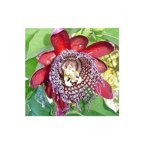 Passiflora quadrangularis - Óriás golgotavirág - 5db mag/csomag
