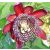 Passiflora quadrangularis - Óriás golgotavirág - 5db mag/csomag