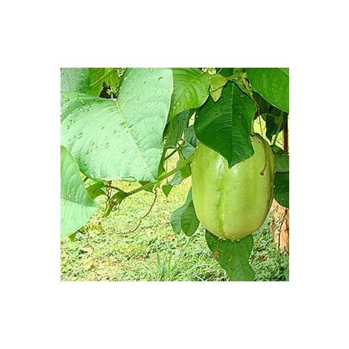 Passiflora quadrangularis - Óriás golgotavirág - 5db mag/csomag