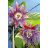   Passiflora quadrangularis - Óriás golgotavirág - 5db mag/csomag